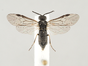  ( - ZMUO.046250)  @11 [ ] by-nc (2021) Marko Mutanen University of Oulu