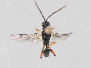  ( - ZMUO.046496)  @11 [ ] by-nc (2021) Marko Mutanen University of Oulu