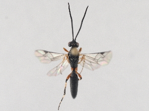  ( - ZMUO.046498)  @11 [ ] by-nc (2021) Marko Mutanen University of Oulu