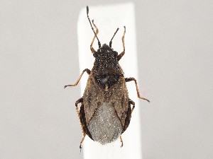  ( - ZMUO.046739)  @11 [ ] by-nc (2021) Marko Mutanen University of Oulu