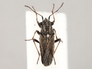  ( - ZMUO.046746)  @11 [ ] by-nc (2021) Marko Mutanen University of Oulu