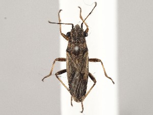  ( - ZMUO.046747)  @11 [ ] by-nc (2021) Marko Mutanen University of Oulu