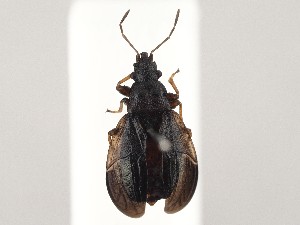 (Philomyrmex insignis - ZMUO.046753)  @11 [ ] by-nc (2021) Marko Mutanen University of Oulu