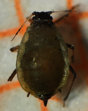  (Semiaphis sphondylii - ZMUO.047170)  @11 [ ] by-nc (2021) Erkka Laine University of Oulu