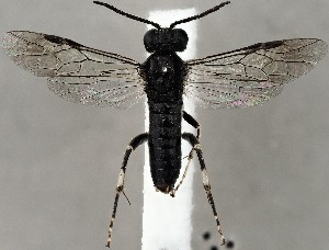  ( - ZMUO.067194)  @11 [ ] by-nc (2023) Marko Mutanen University of Oulu