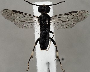  ( - ZMUO.067196)  @11 [ ] by-nc (2023) Marko Mutanen University of Oulu