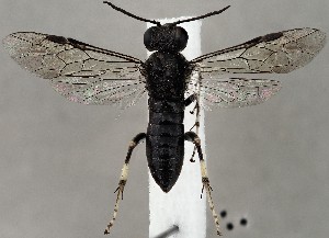  ( - ZMUO.067199)  @11 [ ] by-nc (2023) Marko Mutanen University of Oulu