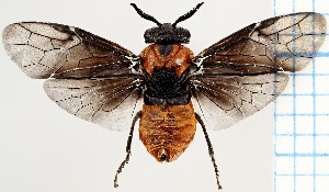  (Microdiprion fuscipennis - ZMUO.067204)  @11 [ ] by-nc (2024) Marko Mutanen University of Oulu