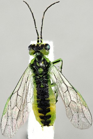  ( - ZMUO.077945)  @11 [ ] by-nc (2023) Marko Mutanen University of Oulu