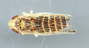  (Psammotettix alienus - ZMUO.079164)  @11 [ ] by-nc (2024) Marko Mutanen University of Oulu