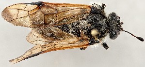  ( - ZMUO.079690)  @11 [ ] by-nc (2024) Marko Mutanen University of Oulu