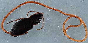  (Gordiida - ZMUO.079741)  @11 [ ] by-nc (2024) Marko Mutanen University of Oulu