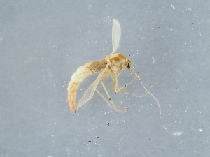  ( - ZMUO.087048)  @11 [ ] by-nc (2024) Marko Mutanen University of Oulu