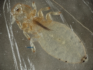  ( - ZMUO.087169)  @11 [ ] by-nc (2024) Marko Mutanen University of Oulu