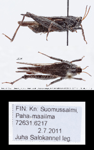  (Tetrix fuliginosa - ZMUO.087171)  @11 [ ] Unspecified (default): All Rights Reserved  Sami Karjalainen Unspecified