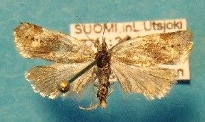  ( - ZMUO.087799)  @11 [ ] by-nc (2025) Marko Mutanen University of Oulu