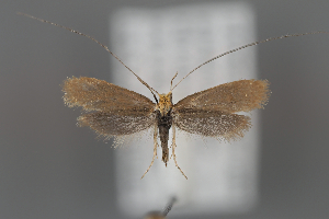  (Nematopogon caucasica - ZMUO.107055)  @11 [ ] CreativeCommons - Attribution Non-Commercial Share-Alike (2025) Leo Vahatalo University of Helsinki