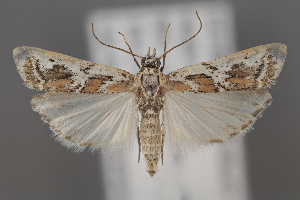  ( - ZMUO.107194)  @11 [ ] CreativeCommons - Attribution Non-Commercial Share-Alike (2025) Anssi Vahatalo University of Helsinki