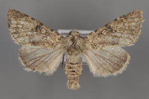  (Eremohadena coluteae - ZMUO.108224)  @11 [ ] CreativeCommons - Attribution Non-Commercial Share-Alike (2025) Anssi Vahatalo University of Helsinki