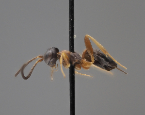  (Gelis leptogaster - ZMUT.HYM29)  @11 [ ] by-nc (2025) Erkka Laine Luomus