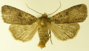  ( - MM18833)  @13 [ ] No Rights Reserved (2011) Marko Mutanen University of Oulu