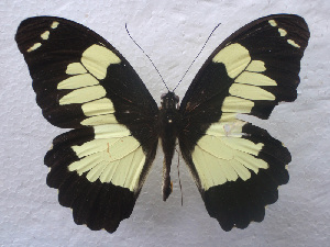  (Papilio euchenor - USNM ENT 00645995)  @15 [ ] Unspecified (default): All Rights Reserved  Unspecified Unspecified
