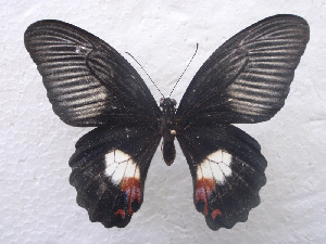  (Papilio ambrax - USNM ENT 00646001)  @14 [ ] Unspecified (default): All Rights Reserved  Unspecified Unspecified