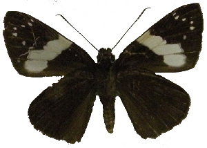  (Notocrypta flavipes - USNM ENT 00705102)  @14 [ ] Unspecified (default): All Rights Reserved  Unspecified Unspecified