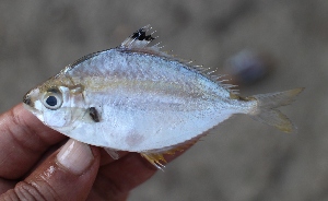  ( - Kar-dau-3)  @11 [ ] Copyright (c) (2018) Mohammad Eusuf Hasan Institute of Marine Sciences, University of Chittagong