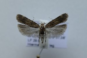  ( - TLMF Lep 21373)  @12 [ ] CreativeCommons - Attribution Non-Commercial Share-Alike (2016) Peter Huemer Tiroler Landesmuseum