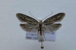  ( - TLMF Lep 21451)  @11 [ ] CreativeCommons - Attribution Non-Commercial Share-Alike (2016) Peter Huemer Tiroler Landesmuseum