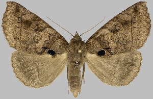  (Celiptera virginiae - BC-JB0715)  @11 [ ] CC0 (2025) Jérôme Barbut Museum national d'Histoire naturelle, Paris