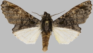  (Desmoloma styracis - BC-JB0733)  @11 [ ] CC0 (2025) Jérôme Barbut Museum national d'Histoire naturelle, Paris