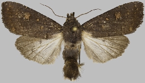  (Eriopyga crista - BC-JB0751)  @11 [ ] CC0 (2025) Jérôme Barbut Museum national d'Histoire naturelle, Paris