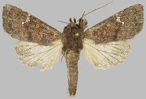  (Eriopyga ditissima - BC-JB0752)  @11 [ ] CC0 (2025) Jérôme Barbut Museum national d'Histoire naturelle, Paris