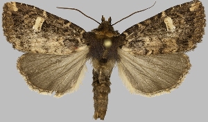  (Eriopyga phaeostigma - BC-JB0755)  @11 [ ] CC0 (2025) Jérôme Barbut Museum national d'Histoire naturelle, Paris