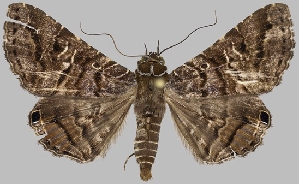  (Hypogrammodes compotrix - BC-JB0793)  @11 [ ] CC0 (2025) Barbut Jérôme MNHN