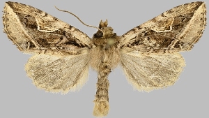  (Rhizotype - BC-JB0848)  @11 [ ] CC0 (2025) Barbut Jérôme MNHN