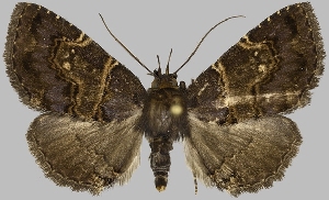  (Rhopalognatha - BC-JB0849)  @11 [ ] CC0 (2025) Barbut Jérôme MNHN