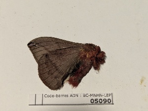  ( - BC-MNHN-LEP05090)  @11 [ ] CCby (2025) Rodolphe Rougerie Museum national d'Histoire naturelle, Paris