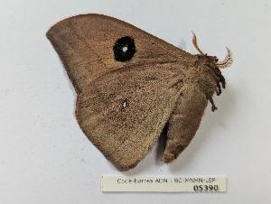  ( - BC-MNHN-LEP05390)  @11 [ ] CCby (2025) Rodolphe Rougerie Museum national d'Histoire naturelle, Paris