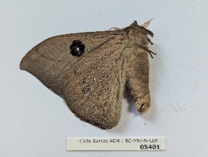  ( - BC-MNHN-LEP05401)  @11 [ ] CCby (2025) Rodolphe Rougerie Museum national d'Histoire naturelle, Paris