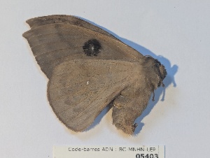  ( - BC-MNHN-LEP05403)  @11 [ ] CCby (2025) Rodolphe Rougerie Museum national d'Histoire naturelle, Paris