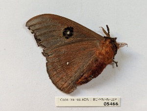  ( - BC-MNHN-LEP05466)  @11 [ ] CCby (2025) Rodolphe Rougerie Museum national d'Histoire naturelle, Paris