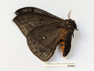  ( - BC-MNHN-LEP05469)  @11 [ ] CCby (2025) Rodolphe Rougerie Museum national d'Histoire naturelle, Paris