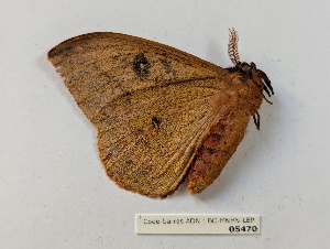  ( - BC-MNHN-LEP05470)  @11 [ ] CCby (2025) Rodolphe Rougerie Museum national d'Histoire naturelle, Paris