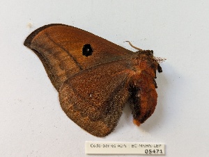  ( - BC-MNHN-LEP05471)  @11 [ ] CCby (2025) Rodolphe Rougerie Museum national d'Histoire naturelle, Paris