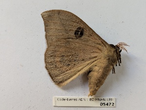  ( - BC-MNHN-LEP05472)  @11 [ ] CCby (2025) Rodolphe Rougerie Museum national d'Histoire naturelle, Paris