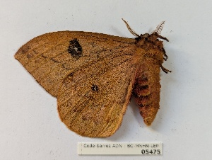  ( - BC-MNHN-LEP05475)  @11 [ ] CCby (2025) Rodolphe Rougerie Museum national d'Histoire naturelle, Paris