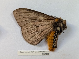  ( - BC-MNHN-LEP05485)  @11 [ ] CCby (2025) Rodolphe Rougerie Museum national d'Histoire naturelle, Paris